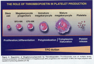 platelet thrombopoietin platelets thrombocyte thrombocytes