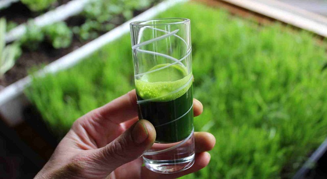 Wheatgrass for Low Blood Platelets