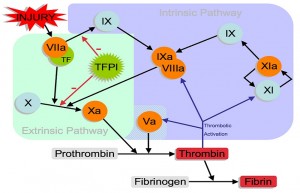 clotting coagulation cascade