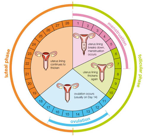 menstrual period blood clots heavy days