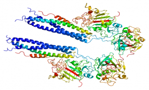 fibrinogen levels