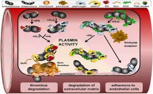 plasmin activity