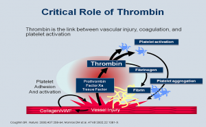 what is thrombin