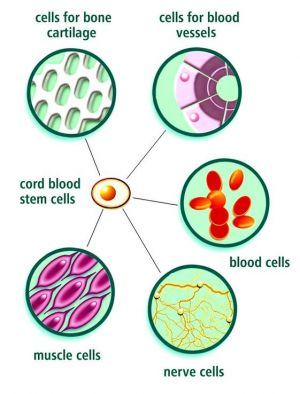 umbilical cord blood banking benefits