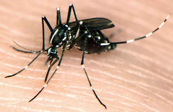 what is Dengue Hemorrhagic Fever