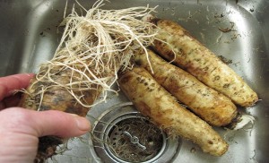 Chicory Root Extract